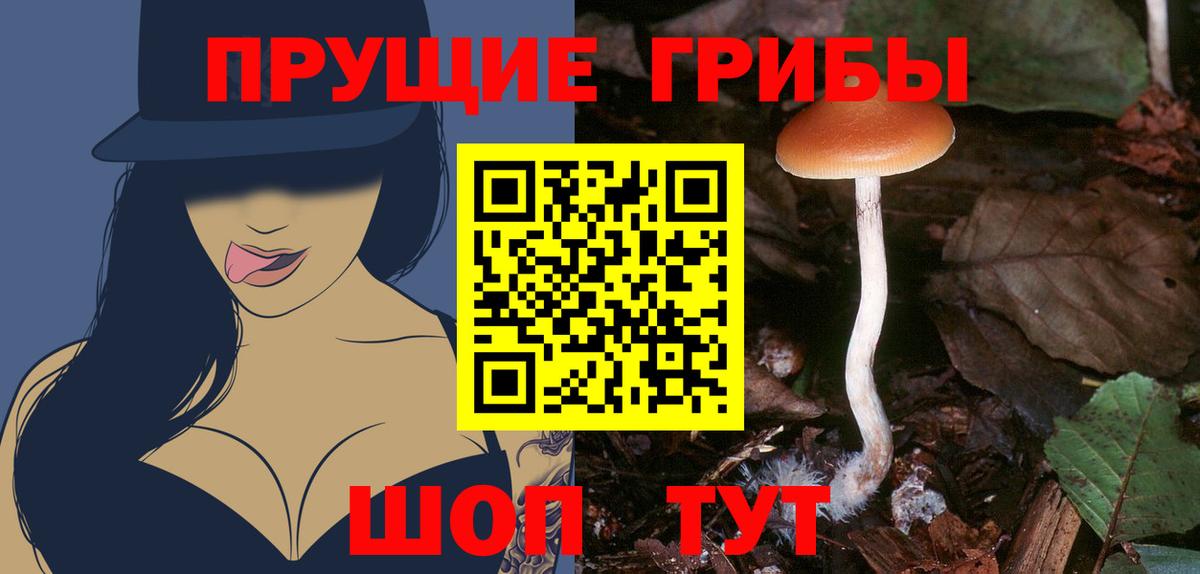 Псилоцибиновые грибы Psilocybe Нефтекамск
